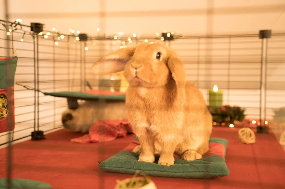 Materacyk świąteczny dla królika miniaturowego - kolekcja 2025 1_bunny