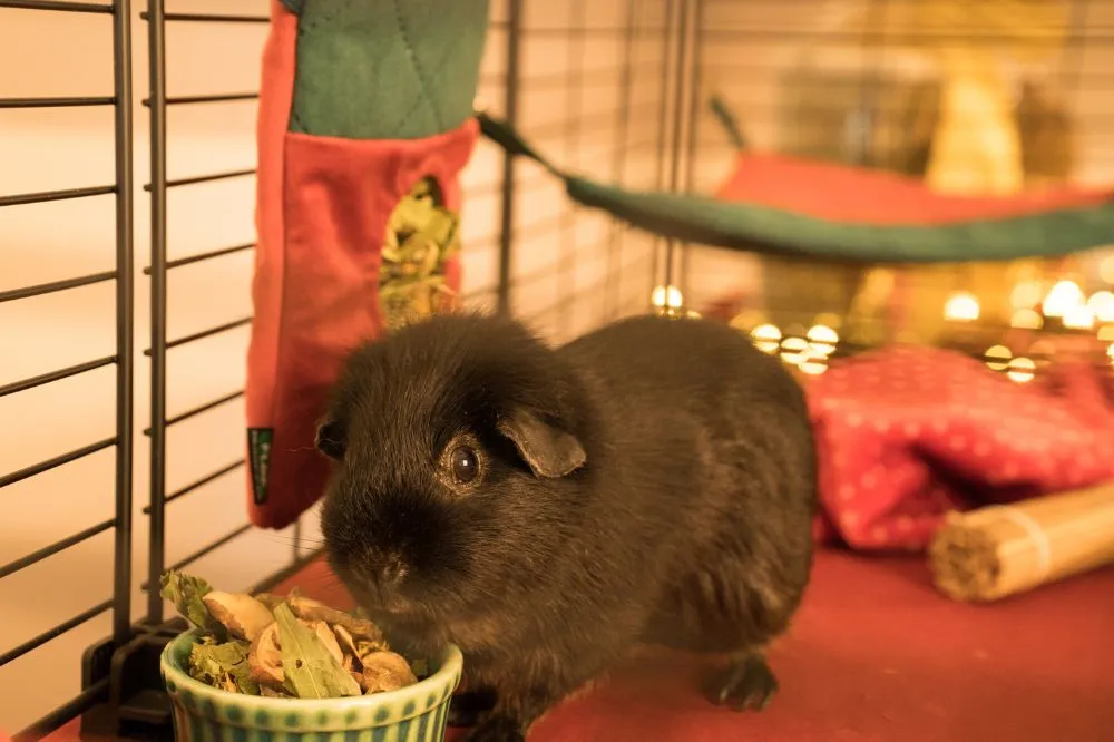 Materacyk świąteczny dla świnek morskich - kolekcja 2025 1_guinea