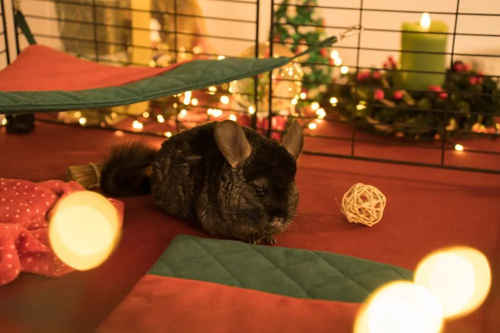 Materacyk świąteczny dla szynszyli - kolekcja 2025 1_szynszyla