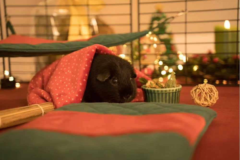 Materacyk świąteczny FLOP - kolekcja 2025 2_guinea