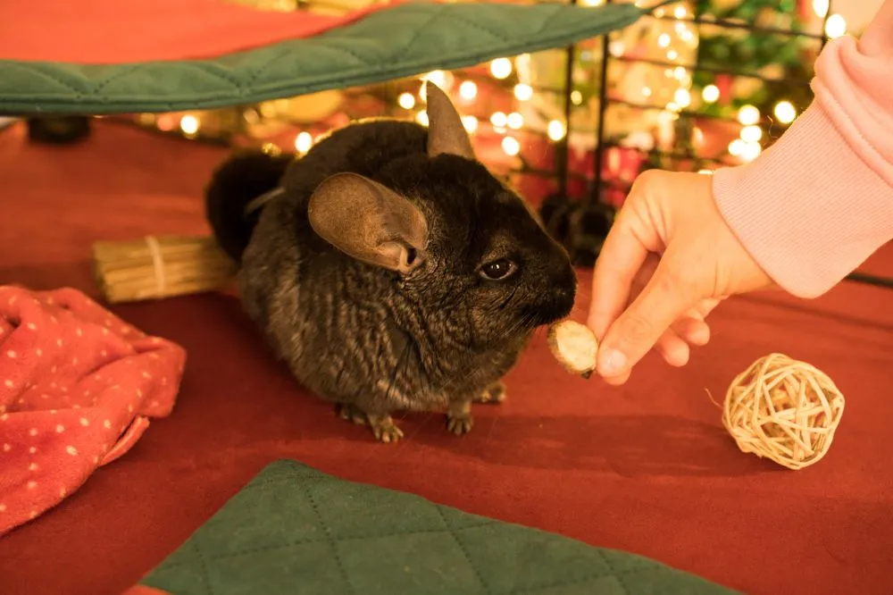 Świąteczna norka FLOP - szynszyla - 2_szynszyla