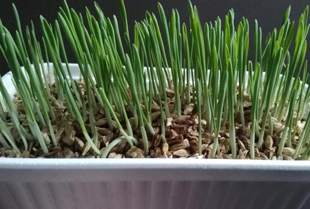 Zestaw Jęczmień do wysiania na hydrogranulkach