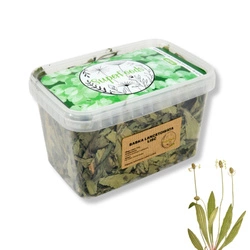Babka lancetowata (Plantago lanceolata L.) liść 100g / pudełko 1200ml dla szczura