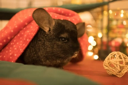 Mały świąteczny paśnik dla gryzoni i królików 2025