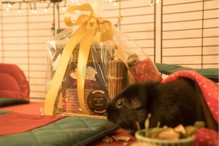 Mały świąteczny paśnik dla gryzoni i królików 2025