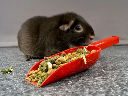 Łopatka do karm dla szczura