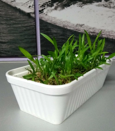 Zestaw Babka lancetowata do wysiania na hydrogranulkach