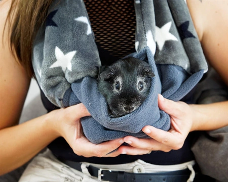 Bonding scarf czyli szalik do zacieśniania szary z polarem minki dla szczurów