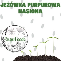 Jeżówka purpurowa - nasiona do domowego wysiewu