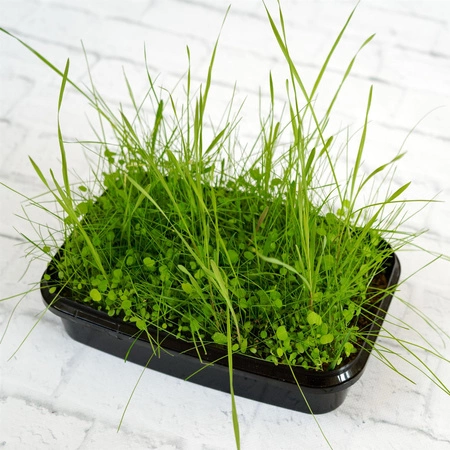 Zestaw Ziołowa łąka do wysiania na hydrogranulkach